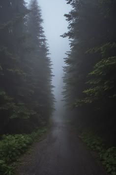 the road is surrounded by tall trees and fog