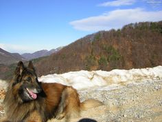 a brown and black dog laying on top of a snow covered ground next to a forest