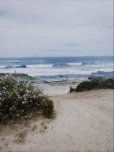 an empty path leading to the beach with flowers growing on it and waves in the background