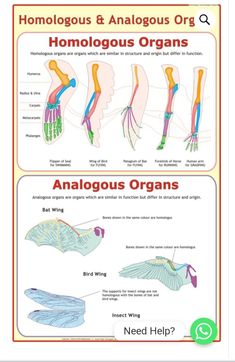 an info sheet showing how to use homologicals in the body and what they are used