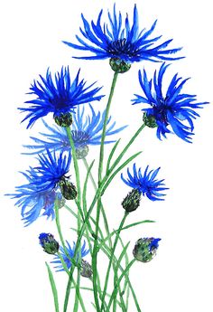 three blue flowers with green stems on a white background