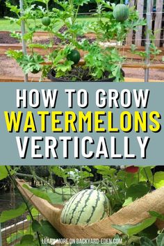 how to grow watermelon's vertically in the garden with text overlay that reads, how to grow watermelons vertically