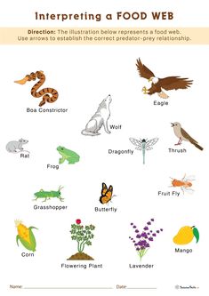 an image of different types of food web