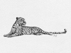 a black and white drawing of a cheetah laying down