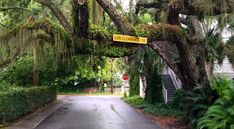 a street sign hanging from the side of a lush green tree covered road in front of a house