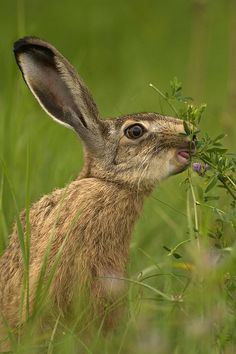 a brown rabbit eating grass in the middle of some tall green grass with it's mouth open