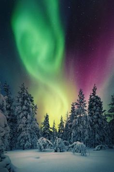 an aurora bore is seen in the sky above snow covered trees