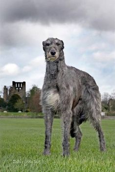 a large gray dog standing on top of a lush green field