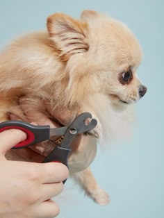 a small dog being groomed by someone with scissors