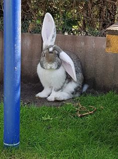 a rabbit sitting in the grass next to a blue pole