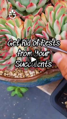 someone is taking pictures of some succulents in a pot with the words, get rid of pests from your succulents