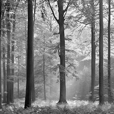 a black and white photo of trees in the woods with fog coming from behind them