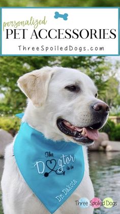 a white dog wearing a blue bandana with the words personalized pet accessories