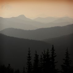 the mountains are covered in thick fog and low light, with pine trees silhouetted against them