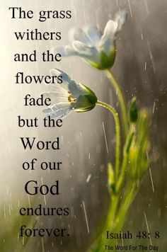 a white flower in the rain with bible verse