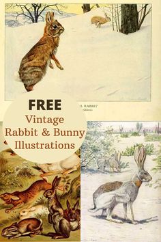 an old book with pictures of rabbits and other animals