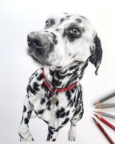 a drawing of a dalmatian dog with colored pencils