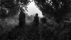 black and white photograph of an old cemetery with tombstones in the foreground, trees on either side