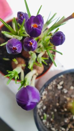 a potted plant with purple flowers sitting next to it