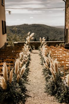 an outdoor ceremony with rows of chairs and tall pamodia plants in the foreground