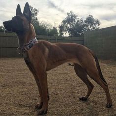 a large brown dog standing on top of a dry grass covered field next to a fence