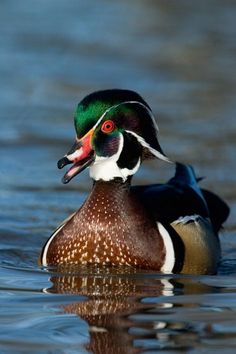 a close up of a duck in the water