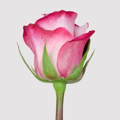 a single pink rose with green stems