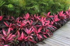 red and green plants line the edge of a deck