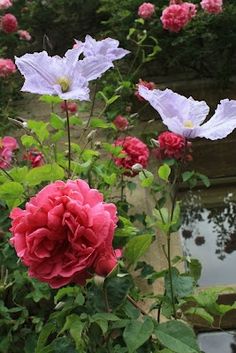 some pink and white flowers in a garden