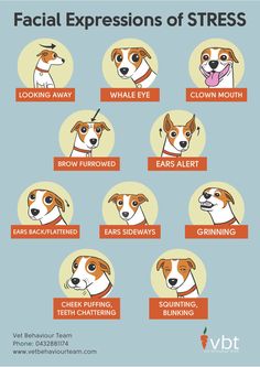 the different types of dogs that are in each type of dog's head and neck