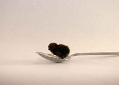 a tiny mouse sitting on top of a spoon