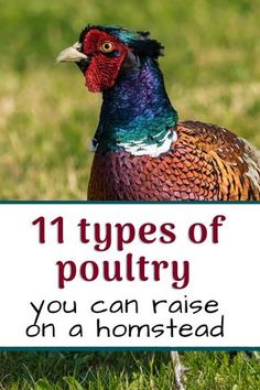 a colorful bird standing in the grass next to a sign that says 11 types of poultry you can raise on a homestead