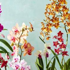 several different types of orchids are in vases on a table next to each other