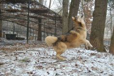 a dog jumping up into the air to catch a frisbee in it's mouth