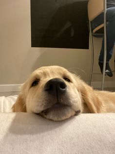 a close up of a dog laying on a bed