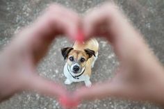 a small dog making a heart shape with its hands