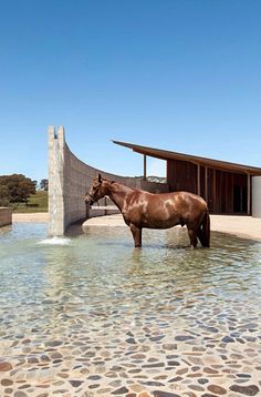 a brown horse standing in water next to a building