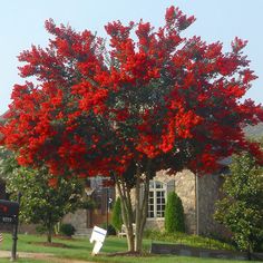 a red flowering tree in front of a brick house with mailboxes on the grass