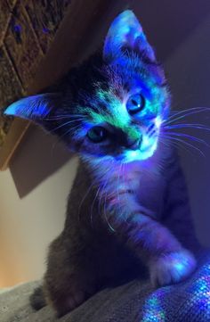 a small kitten with glowing blue eyes sitting on a couch