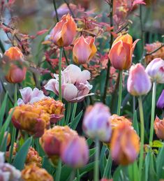 many different colored tulips are growing together