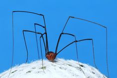 a large spider sitting on top of a white structure with long legs and two eyes