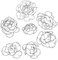 four different types of flowers are shown in this black and white drawing technique, which is easy to draw