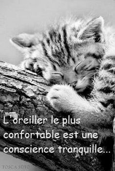 a kitten sleeping on top of a tree branch with the caption'l'orelle le plus comfortableable est une conscience tranquilile