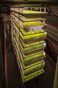 several rows of lettuce growing in the middle of a building with stairs leading up to them