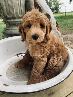 a small brown dog sitting in a white bowl