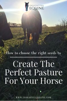 two cows grazing in a field with the text how to choose the right seeds to create the perfect pasture for your horse