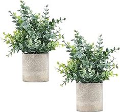 two potted plants sitting next to each other