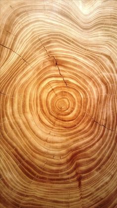 a close up view of a tree trunk showing the rings in it's wood