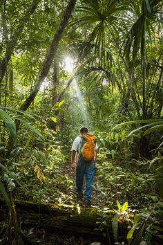 a man with a backpack walks through the jungle