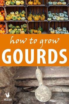 the words how to grow gourds in front of an image of pumpkins